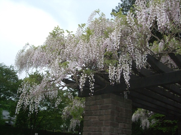 小金井公園桜の頃2011 - 58