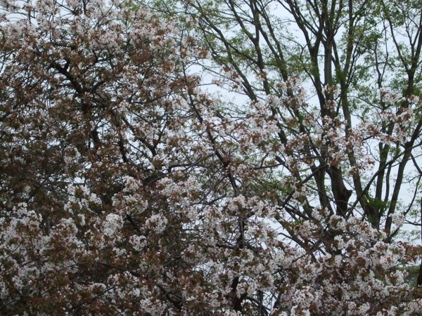 小金井公園桜の頃2011 - 81