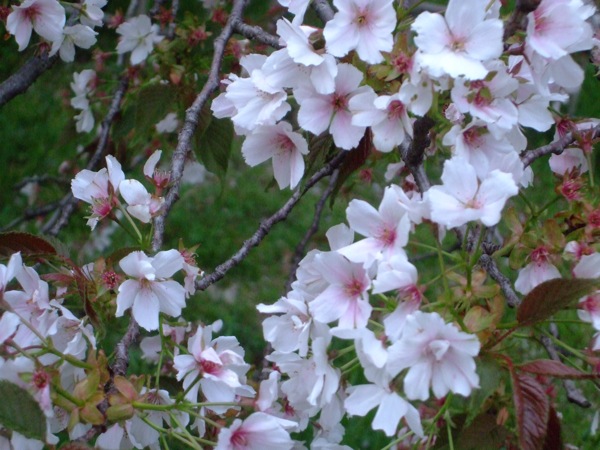 小金井公園桜の頃2011 - 77