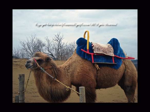 12_20100211094658.gif