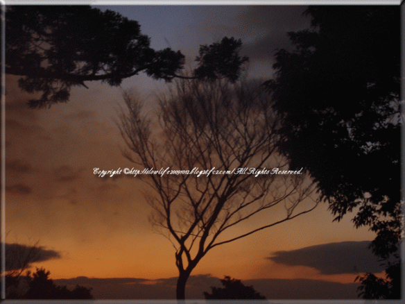 856-032.gif