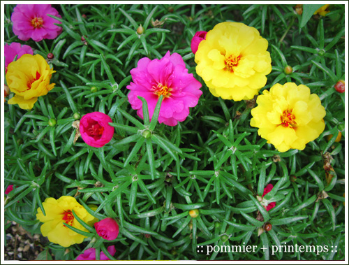 pommier+printemps20090904.jpg