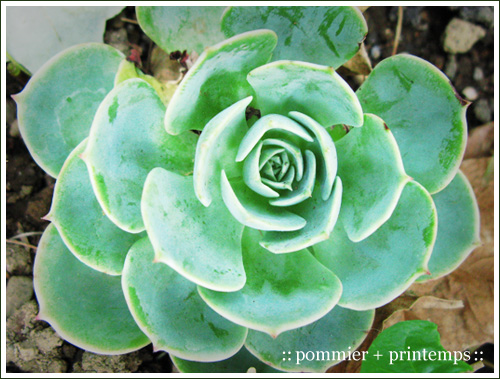 pommier+printemps20090905.jpg