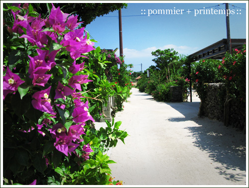pommier+printemps20090917i.jpg