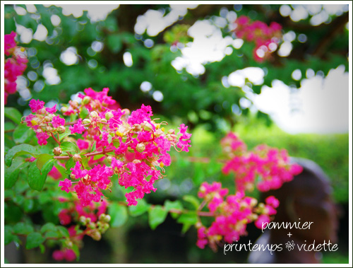 pommier+printemps20110825c.jpg