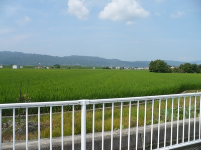 田んぼ