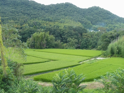 のどかな田園風景