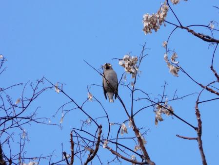 シメさん②
