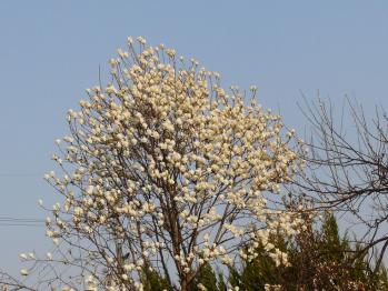 コブシの花(1)