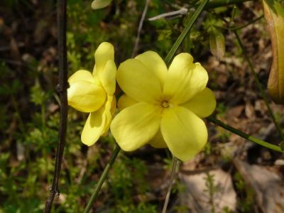 黄色いお花(2)