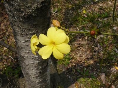黄色いお花(1)