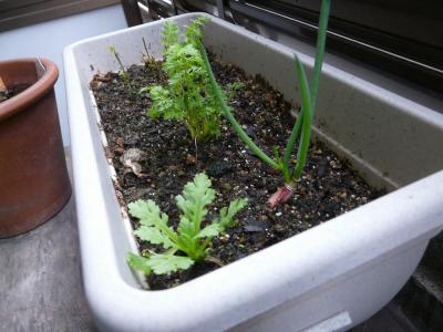 プランターの植物達