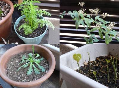 ベランダのお花達♪