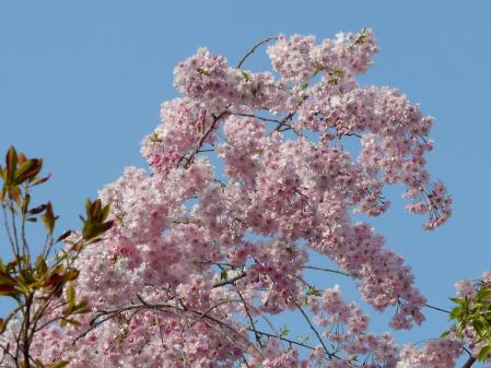 枝垂桜(2)