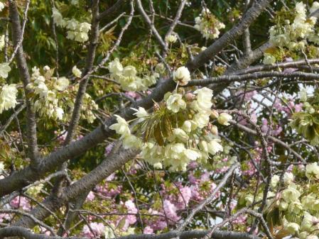緑の桜(1)