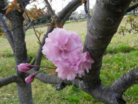 ピンクの八重桜