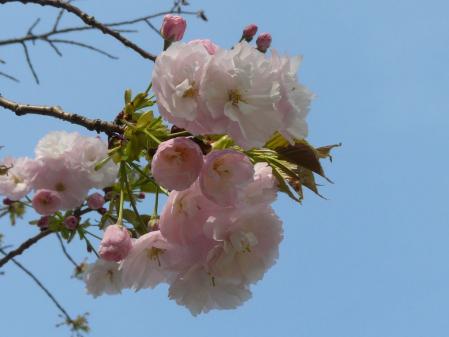 八重の山桜?(3)