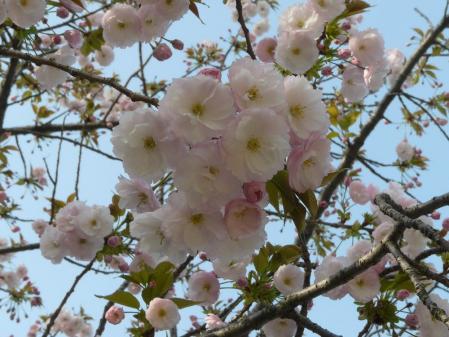 八重の山桜?(2)