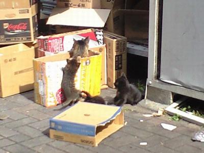 猫ちゃん親子(3)