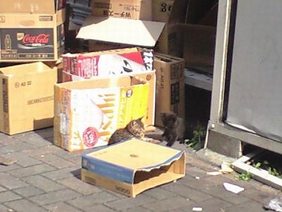 猫ちゃん親子(2)