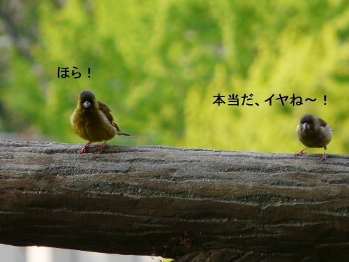 カワラヒワさんのおしゃべり(3)