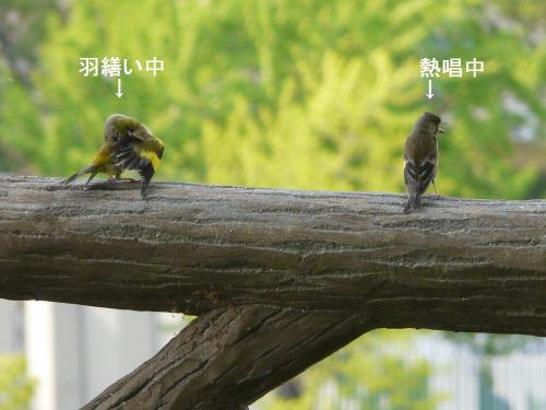 カワラヒワさんのおしゃべり(1)