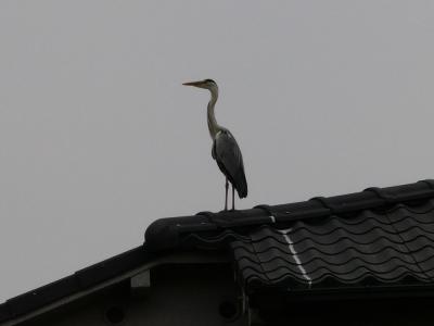 屋根の上のアオちゃん