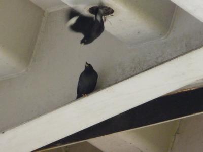 飛び出すハッカチョウさん(2)