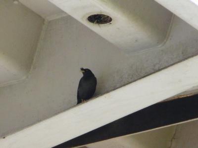 飛び出すハッカチョウさん(1)