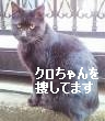 迷子の黒猫メス15歳を捜しています（東京都北区）