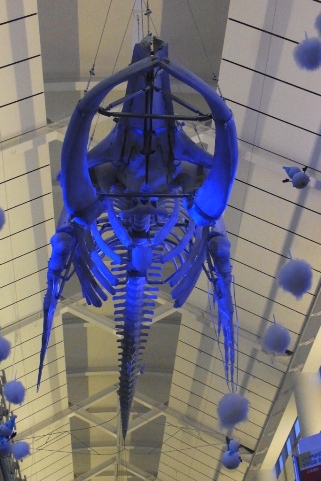 クジラの骨格標本のライトアップ
