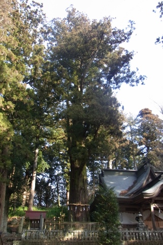 鉾杉
