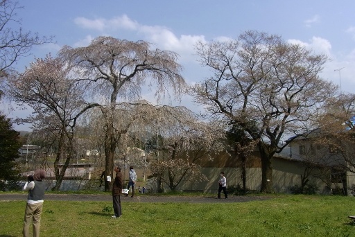 糸桜（左）と江戸彼岸桜