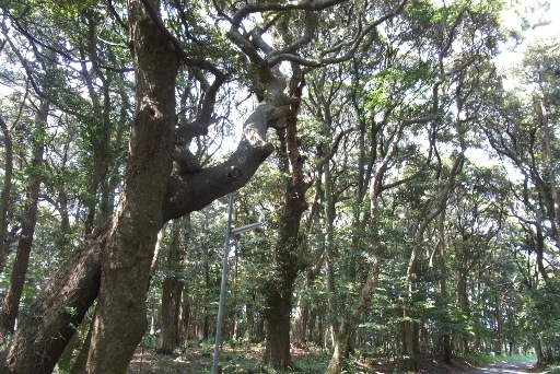 飯島八幡神社の樹そう