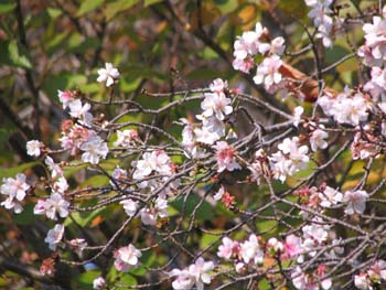 10月桜