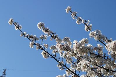 IMG_0738_20110409182429.jpg