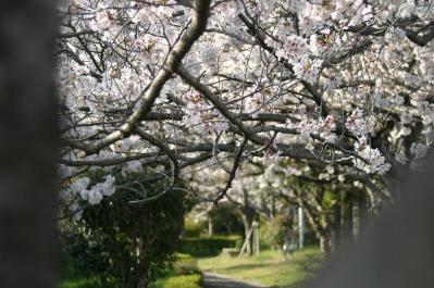 IMG_0739_20110409182324.jpg