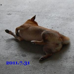 20110731_1.jpg