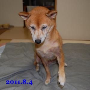 20110804_1.jpg