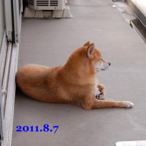 20110807_1.jpg