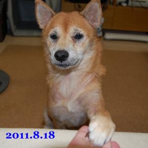 20110818_2.jpg