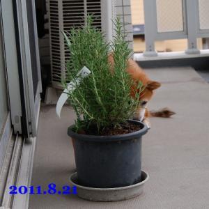20110821_1.jpg