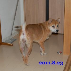 20110823_1.jpg