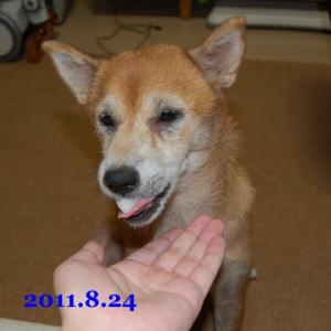 20110824_2.jpg