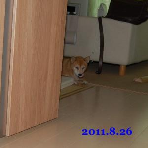 20110826_1.jpg