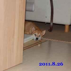 20110826_2.jpg