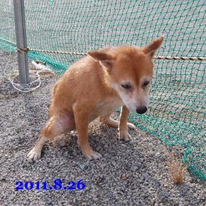 20110826_3.jpg