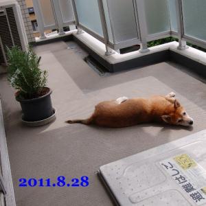 20110828_1.jpg