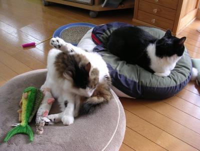 5_20100104004630.jpg