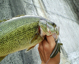 20090623NEC_0100.gif